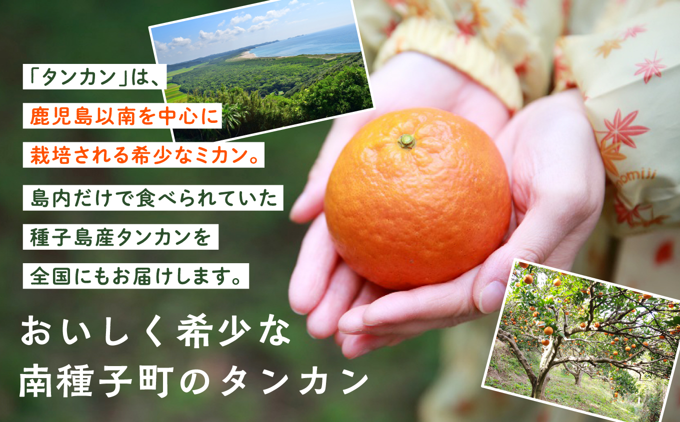 ãå
è¡äºçŽããå®æäŸ¿ã çš®åå³¶ æ¬é®®ã»ãã å
š3å å®çŽè ã¹ããããšã³ã㊠ã¿ã³ã«ã³ äººæ° çš®åå³¶ç£ è¿ç€Œå åçš®åçº é¹¿å
å³¶ ããã㟠ãã®ã£ã¡ãŒãçš®åå³¶ã