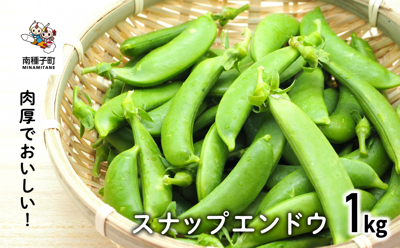 [先行予約] 種子島 スナップエンドウ 人気 種子島産 返礼品 南種子町 鹿児島 かごしま [のっちーよ種子島]