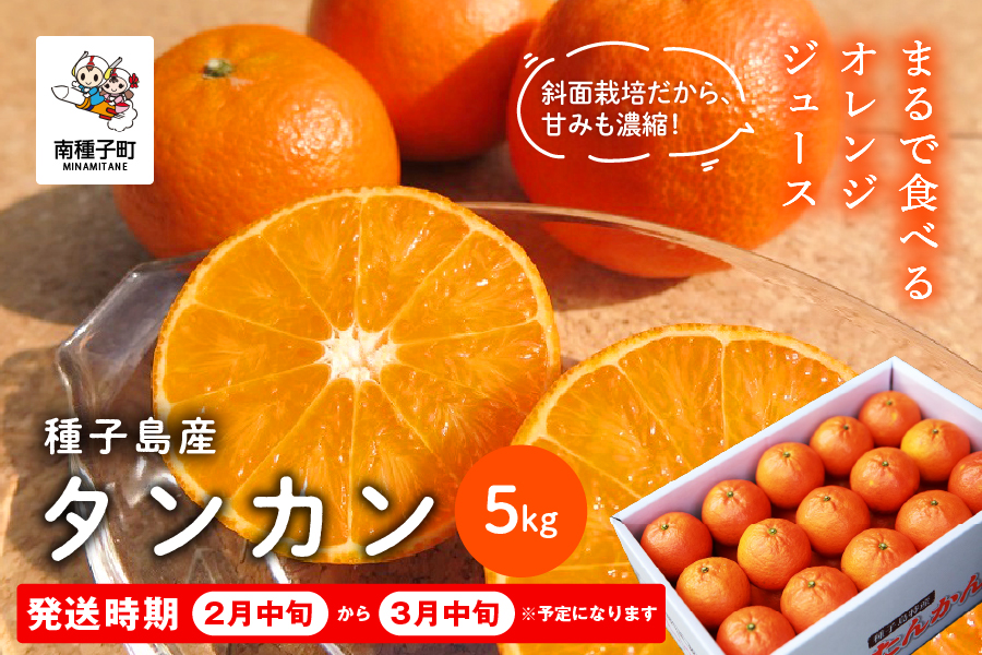《 先行予約 》種子島産タンカン約5kg （24玉〜30玉）【2月中旬〜3月中旬頃順次発送】【南種子町果樹部会】