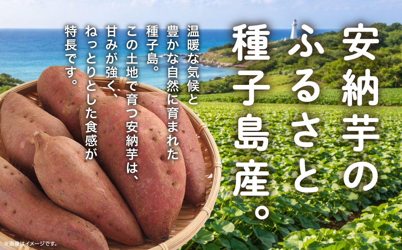 ★《4月から8月までの期間限定》安納干芋【有限会社ANNOU】