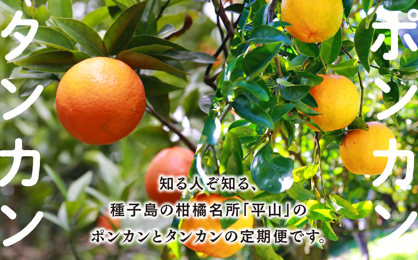 【先行予約】【定期便】 種子島 平山みかん ポンカン タンカン 定期便 全2回 人気 種子島産 返礼品 南種子町 鹿児島 かごしま 【のっちーよ種子島】