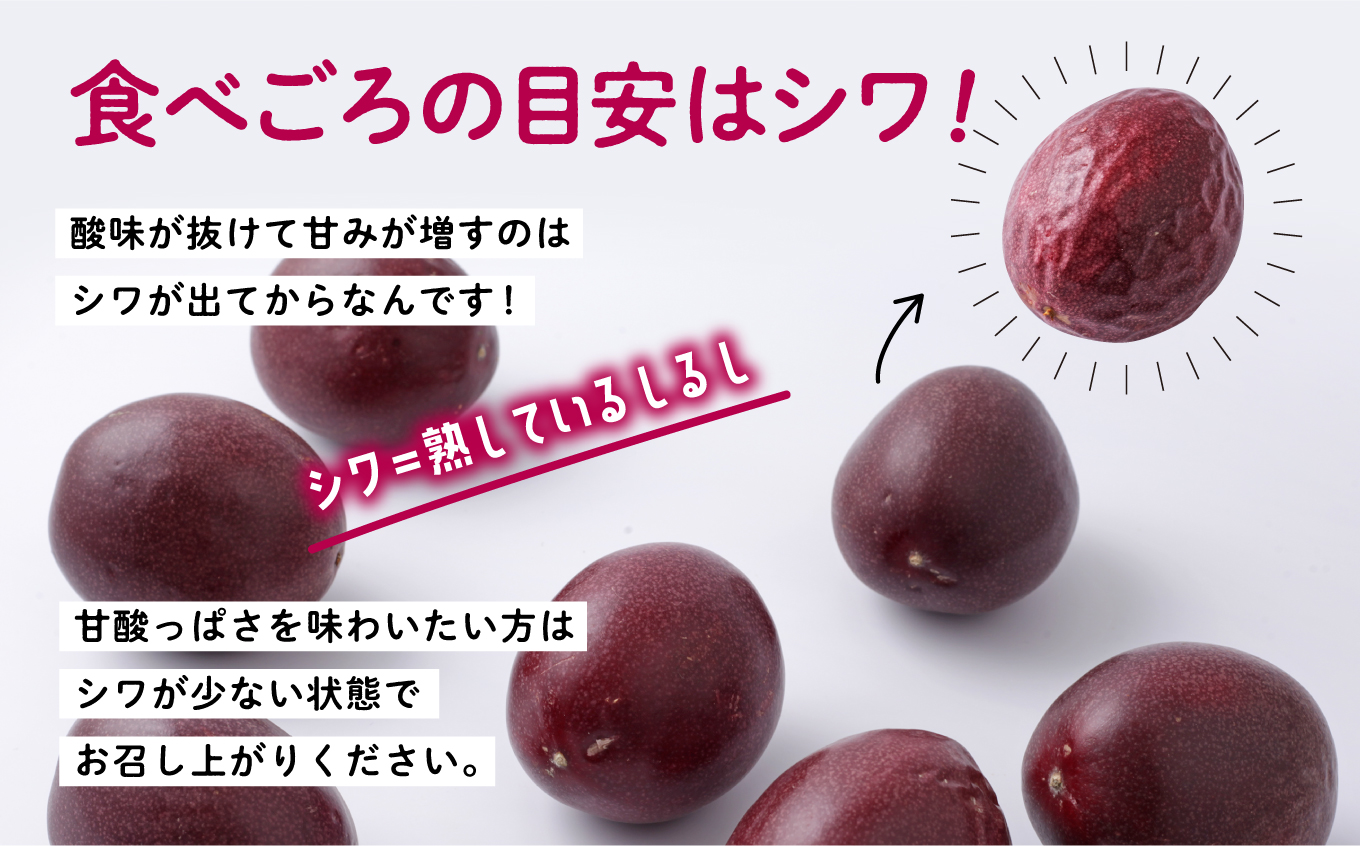 《先行予約 令和7年度》 種子島産パッションフルーツ1ケース （12個入り）【新栄物産】