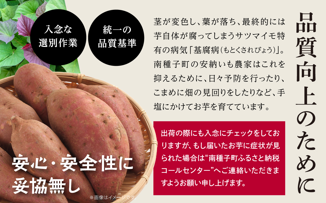 《先行予約》 種子島 安納いも さつまいも 5kg 焼きいも 焼き芋 本場 安納芋 Qさま キューさま さつま芋 甘い ねっとり スイーツ おやつ グルメ お取り寄せ おせち 人気 種子島産 返礼品 南種子町 鹿児島 かごしま 【観光物産館トンミー市場】