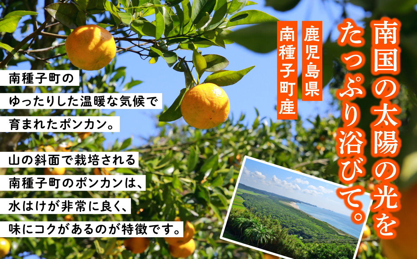 【先行予約】【定期便】 種子島 平山みかん ポンカン タンカン 定期便 全2回 人気 種子島産 返礼品 南種子町 鹿児島 かごしま 【のっちーよ種子島】