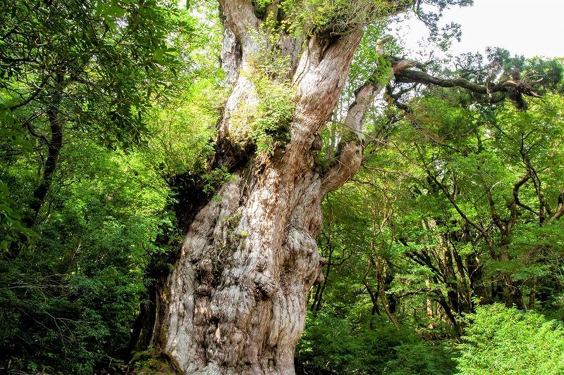 縲仙ア倶ケ蟲カ逕コ縲遷TB縺オ繧九&縺ィ譌陦悟虻シ育エ吝虻シ450,000蜀蛻
