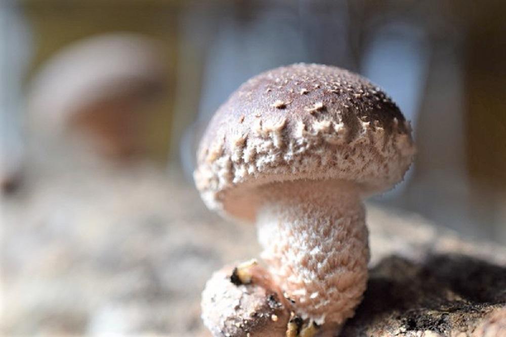 希少・原木栽培！屋久島産・新鮮採りたて生椎茸 1kg (200g×5袋)