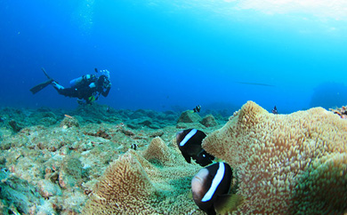 菴馴ィ薙ム繧、繝薙Φ繧ー(1繝繧、繝厄シ