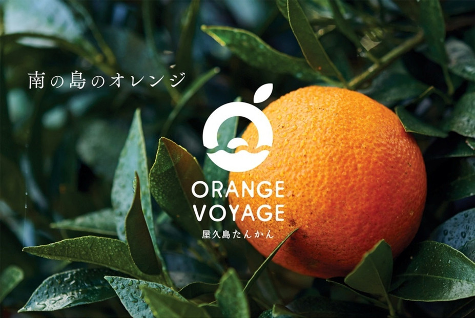 å±ä¹
å³¶ç£ããããã®ãã³ãã³ãã¿6åã»ãã