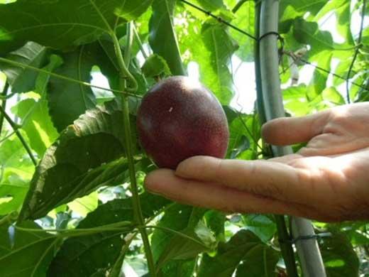 【数量限定】南国の味「10％パッションフルーツ果汁入り飲料」12本入り