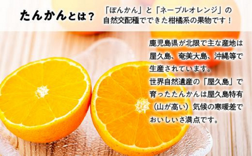 ＜先行予約／数量限定＞屋久島産たんかん 自家用(訳あり品) 約3kg(S～2Lサイズ・少々キズあり)【2027年2月中旬以降お届け】