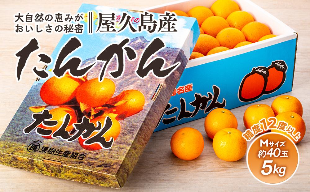 ＜先行予約／数量限定＞屋久島産たんかん 約5kg（Mサイズ／約40玉）【2027年2月中旬以降お届け】