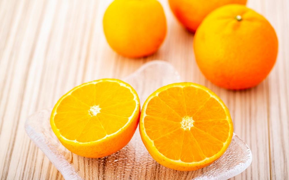 2026幎 å±ä¹
å³¶ç£ãããã å®¶åºçš èš³ãã çŽ5kg(Sïœ2Lãµã€ãºã»å°ã
ããºãã)ïŒå
è¡äºçŽïŒæ°ééå®ïŒ