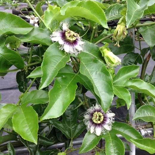 【数量限定】南国の味「10％パッションフルーツ果汁入り飲料」12本入り