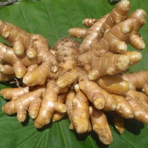 【数量限定】屋久島産 春ウコン粉末 島黄金（しまこがね）