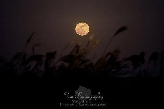 螻倶ケ蟲カ逕」邊セ豐ケ繝悶Ξ繝ウ繝峨梧怦縺ョ繝ェ繧コ繝縺ョ繝悶Ξ繝ウ繝臥イセ豐ケ Full Moon Charge縲3ml