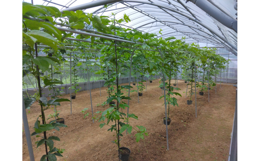 螟乗治繧!!縲先焚驥城剞螳壹代ヱ繝繧キ繝ァ繝ウ繝輔Ν繝シ繝縲邏1.6ス具ス縲シ鱈繧オ繧、繧コ 縲蛹也イァ邂ア蜈・