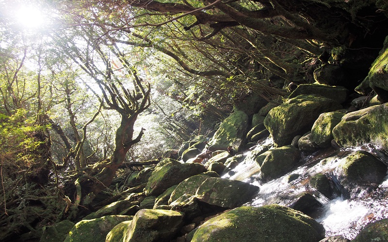 【装備レンタル付！】白谷雲水峡～太鼓岩トレッキング