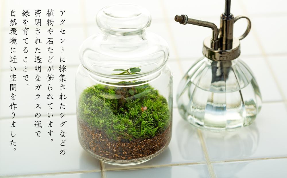 屋久島苔テラリウム
