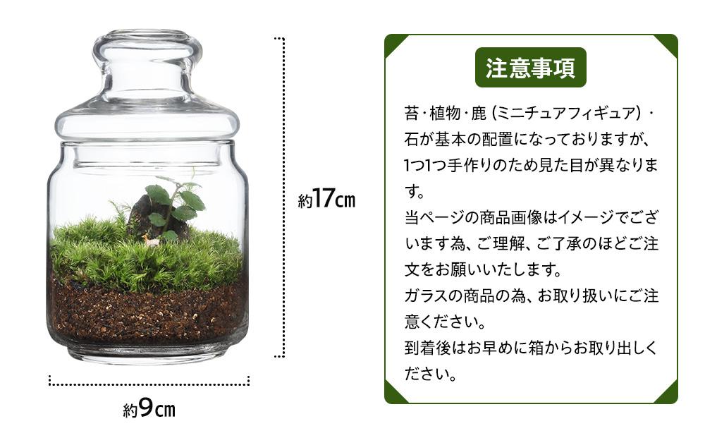 屋久島苔テラリウム