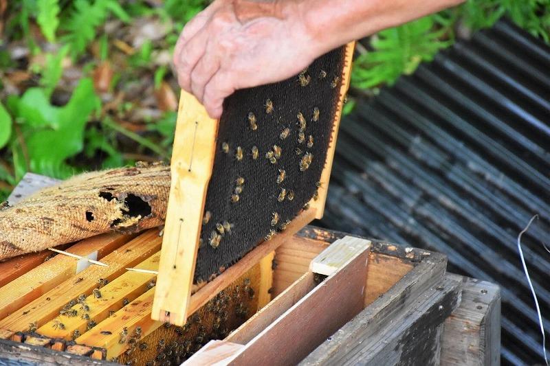 ã2026å¹Žæ¥æ¡ãå
è¡äºçŽãå±ä¹
å³¶ç£çŽç²ã¯ã¡ã¿ã€ 1kg 2æ¬è©°ã èš2kg