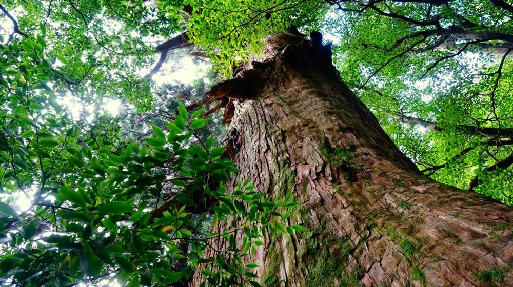 屋久杉Initialイニシャルキーホルダー　”T”