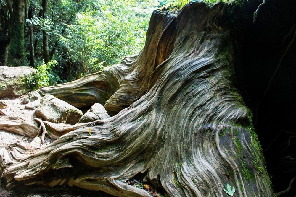 屋久杉Initialイニシャルキーホルダー　”H”