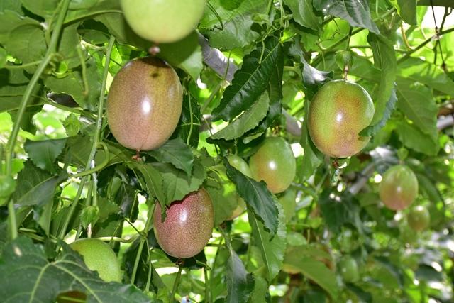 縲2026蟷エ逋コ騾∝郁。悟女莉倥醍オカ蜩√ヱ繝繧キ繝ァ繝ウ繝輔Ν繝シ繝Л邇(16邇)窶懷ア倶ケ蟲カ縺ョ諱オ縺ソ窶昴→窶懈帶ュ窶晁セシ繧√※シ