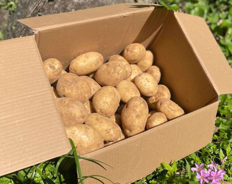 【2026年3月上旬頃から発送】屋久島産 じゃがいも 5kg＜農薬不使用＞