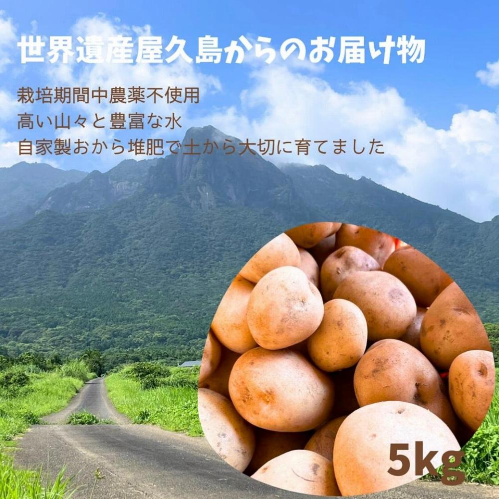 【2026年3月上旬頃から発送】屋久島産 じゃがいも 5kg＜農薬不使用＞