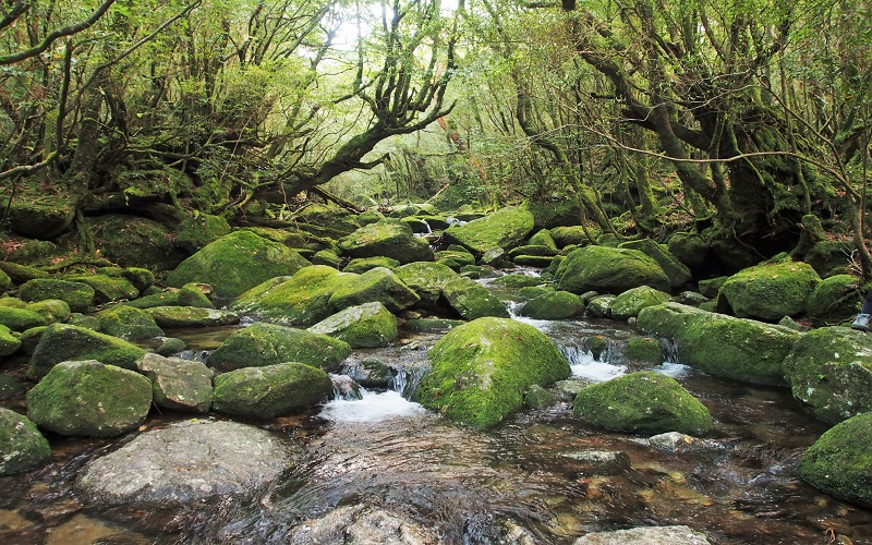 【装備レンタル付！】白谷雲水峡～太鼓岩トレッキング