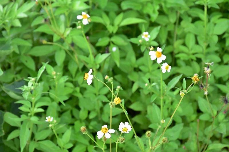 ã2026å¹Žæ¥æ¡ãå
è¡äºçŽãå±ä¹
å³¶ç£çŽç²ã¯ã¡ã¿ã€ 600g 2æ¬è©°ã èš1.2kg