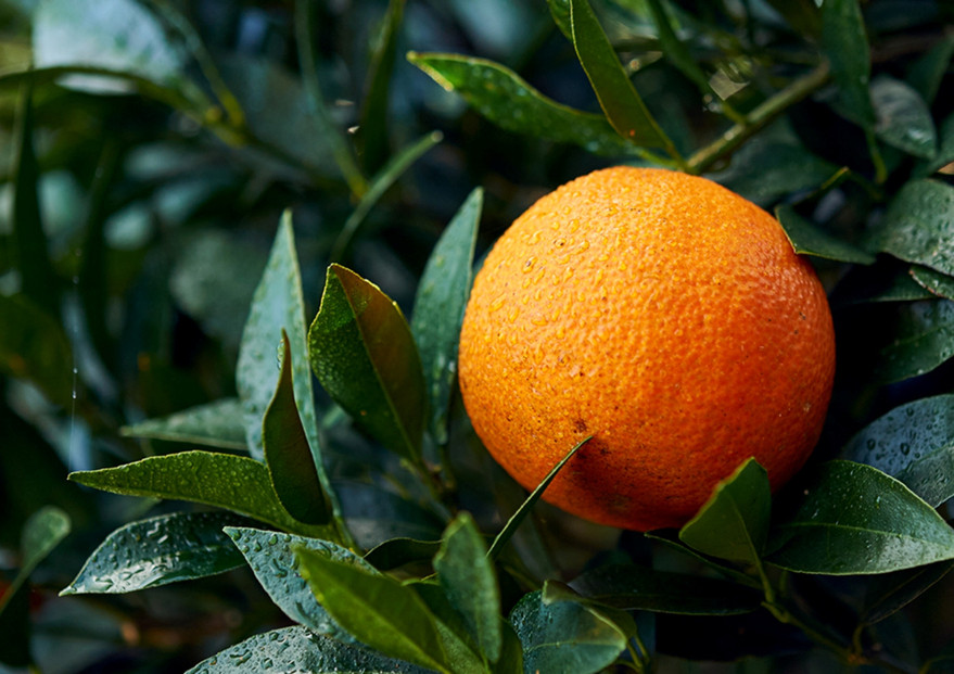 å±ä¹
å³¶ç£ããããã®ãã³ãã³ãã¿12åã»ãã