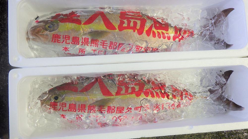 螻倶ケ蟲カ逕」 螟ゥ辟カ繧ォ繝ウ繝代メ 3ス4kg蜑榊セ