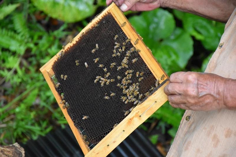 ã2026å¹Žæ¥æ¡ãå
è¡äºçŽãå±ä¹
å³¶ç£çŽç²ã¯ã¡ã¿ã€ 1kg 2æ¬è©°ã èš2kg