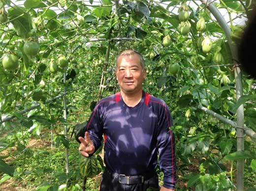 【数量限定】南国の味「10％パッションフルーツ果汁入り飲料」12本入り