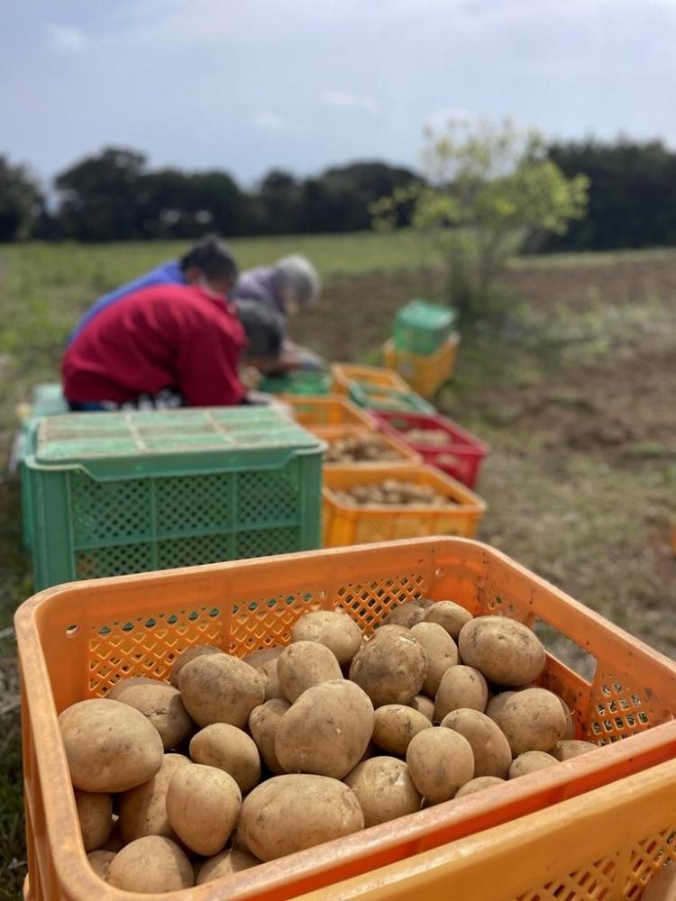 【2026年3月上旬頃から発送】屋久島産 じゃがいも 5kg＜農薬不使用＞