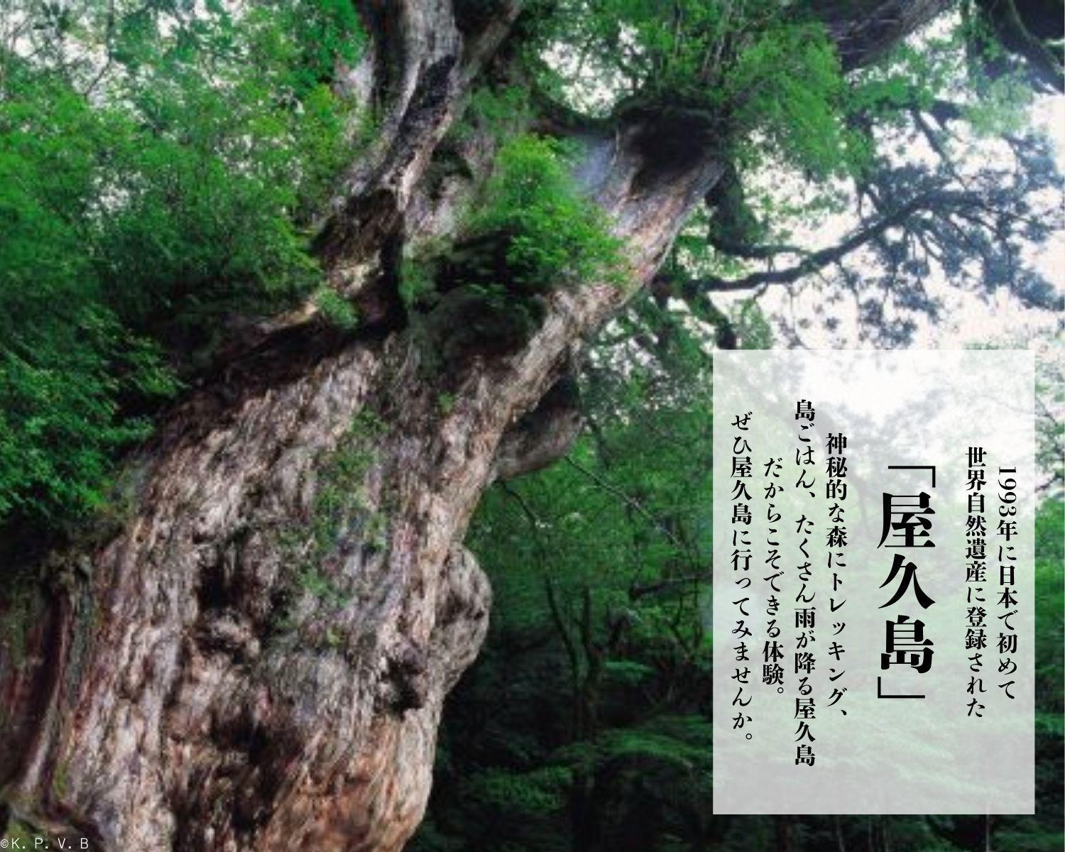 屋久島町に泊まるふるさと納税旅行クーポン【15,000円分】