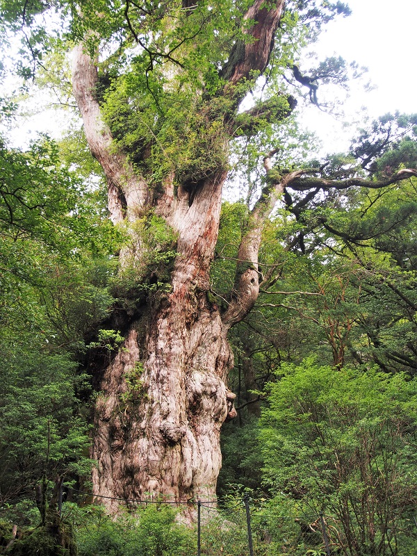 【装備レンタル付！】縄文杉トレッキング