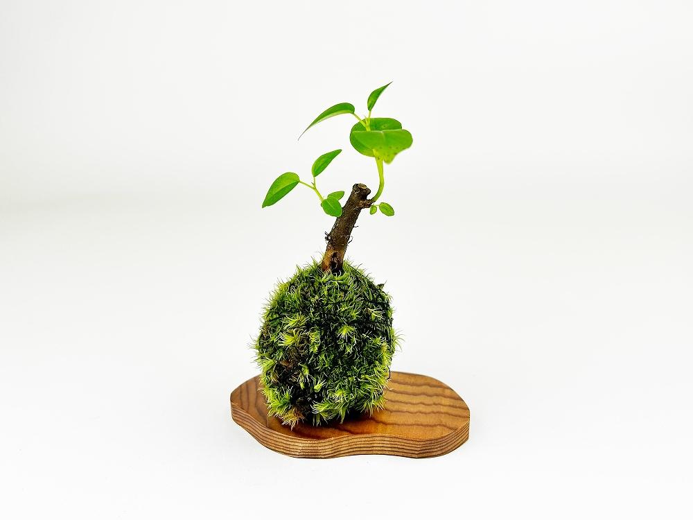 繧ャ繧ク繝・繝槭Ν縺ョ闍皮脂(闍皮脂逕ィ螻倶ケ譚臥堊莉倥″)