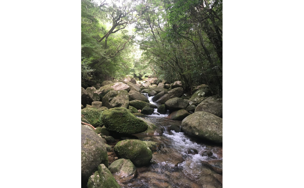 世界自然遺産の屋久島の水でゆっくり淹れた水出しコーヒー