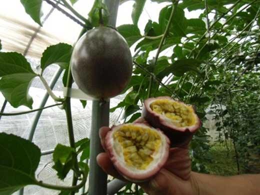 【数量限定】南国の味「10％パッションフルーツ果汁入り飲料」12本入り