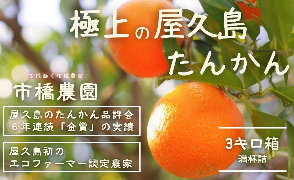 ＜先行予約／数量限定＞【市橋農園】屋久島産たんかん 3キロ箱（秀品／贈答用としても)