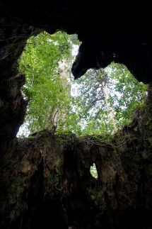 螻倶ケ蟲カ繧ヲ繧」繝ォ繧ス繝ウ譬ェ繝上シ繝T繧キ繝」繝 (逋ス蝨ーシ舟繧オ繧、繧コシ夂塙螂ウ蜈シ逕ィ)