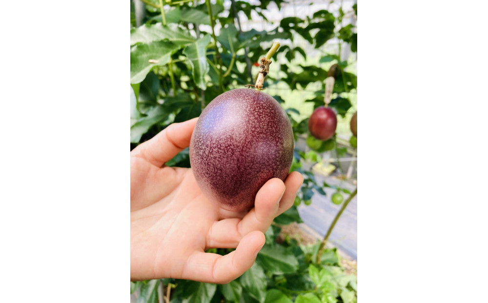 夏採れ!!【数量限定】パッションフルーツ　約1.6ｋｇ　２Lサイズ 　化粧箱入