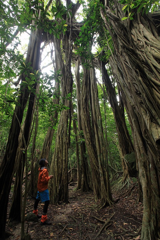 屋久島プライベート＆カスタマイズツアー