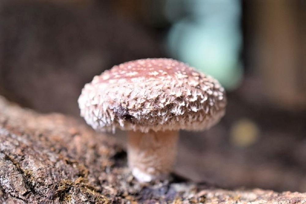 希少・原木栽培！屋久島産・新鮮採りたて生椎茸 1kg (200g×5袋)