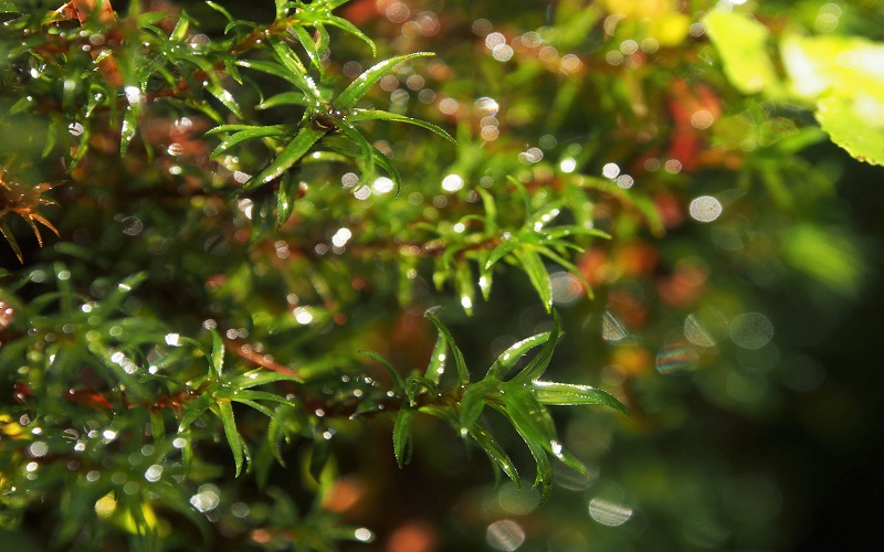 【装備レンタル付！】白谷雲水峡～太鼓岩トレッキング