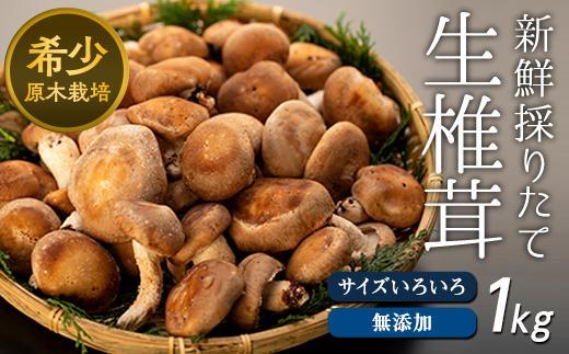 希少・原木栽培！屋久島産・新鮮採りたて生椎茸 1kg (200g×5袋)