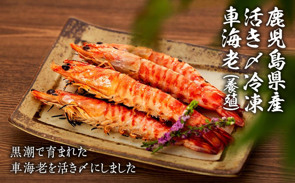 鹿児島県産 活き〆冷凍 車海老（養殖）Lサイズ 300g（14～16尾）1パック セット