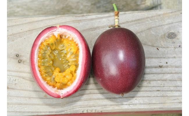 縲2026蟷エ逋コ騾∝郁。悟女莉倥醍オカ蜩√ヱ繝繧キ繝ァ繝ウ繝輔Ν繝シ繝Л邇(16邇)窶懷ア倶ケ蟲カ縺ョ諱オ縺ソ窶昴→窶懈帶ュ窶晁セシ繧√※シ